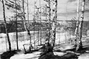 36 видов. серия фотографий, 2012-2015