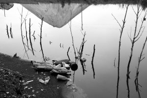 36 видов. серия фотографий, 2012-2015