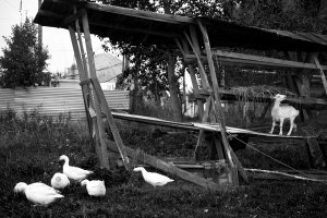 36 видов. серия фотографий, 2012-2015