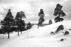 36 видов. серия фотографий, 2012-2015