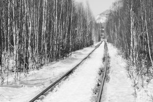 36 видов. серия фотографий, 2012-2015