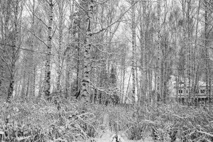 36 видов. серия фотографий, 2012-2015