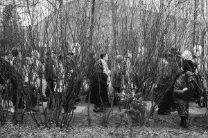 36 видов. серия фотографий, 2012-2015